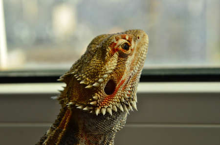 Beautiful bearded agama watching into window in closeupの写真素材