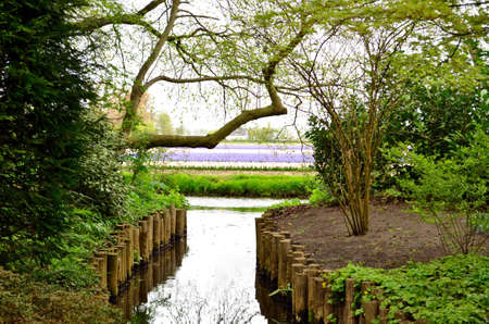 Channel with tulips fields on background in Keukenhof