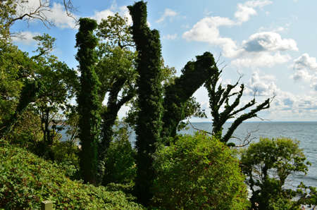 Old tree trunks are covered with bushy lianas on the coastline
