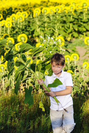 Boy in a white t-shirt sunflowers fieldの写真素材