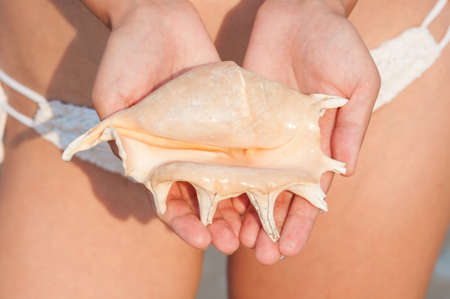 girls hand holding a shell on the beachの写真素材