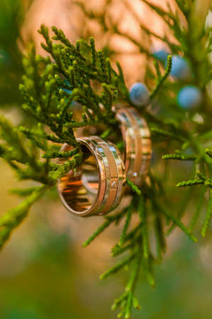 Wedding rings hanging on the treeの写真素材