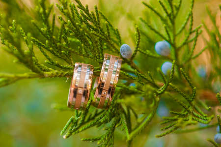 Wedding rings hanging on the treeの写真素材