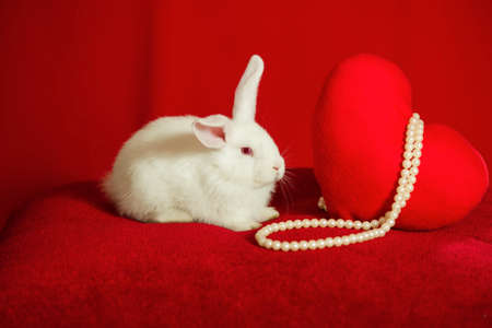 White rabbit and heart on a red backgroundの写真素材