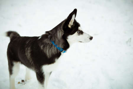 Husky puppy dog on snow in winterの写真素材