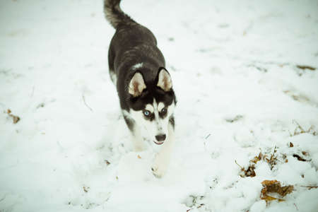 Husky puppy dog on snow in winter