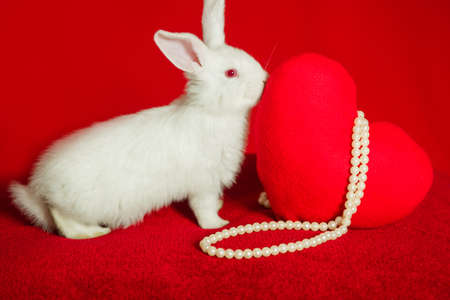 white rabbit and red heart white pearls on a red backgroundの写真素材