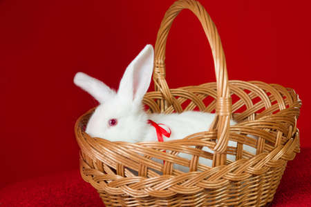 White rabbit in basket on a red backgroundの写真素材