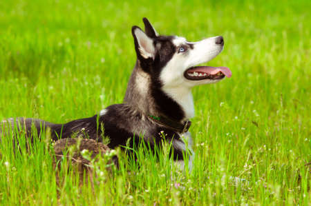 Husky dog on green grass in summerの写真素材