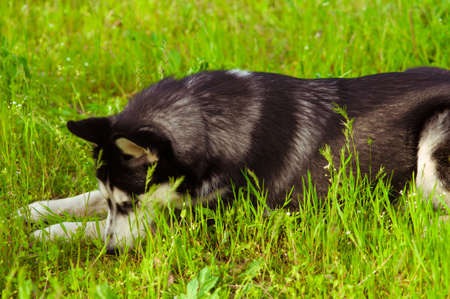 Husky dog on green grass in summerの写真素材