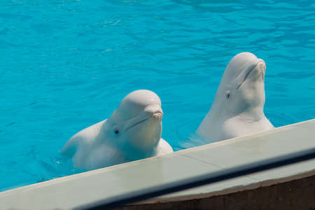 White whales in the water in the pool Dolphin