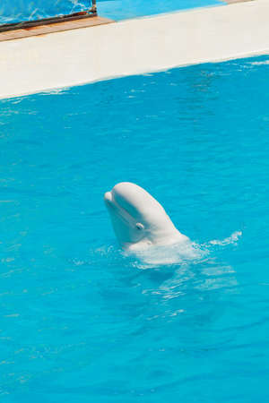 White whale in the water in the pool Dolphinの写真素材