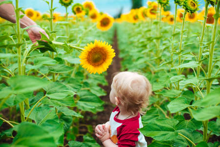 Cute child with blond curly hair with sunflower in summer sunflower field on sunset. Kids happiness conceptの写真素材