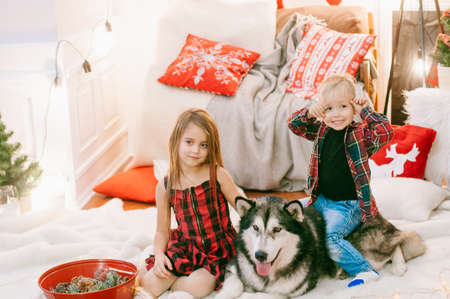 kids at home with a dog before christmasの写真素材