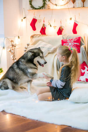 Cute girl at home with a dog Malamutの写真素材