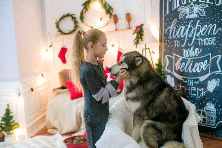 Cute girl at home with a dog Malamutの写真素材