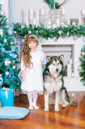 Cute girl with long hair in a white ball gown near a Christmas tree with a dog of breed Malamute breed with gifts and silver confetti. Christmas moodの写真素材