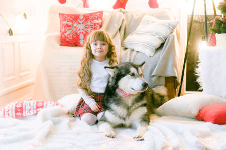 Cute girl with long hair with a dog breed Malamute in the room with Christmas decorations and gifts. Christmas moodの写真素材
