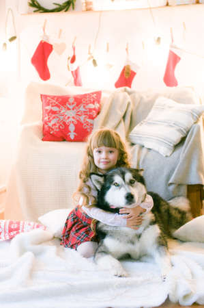 Cute girl with long hair with a dog breed Malamute in the room with Christmas decorations and gifts. Christmas moodの写真素材