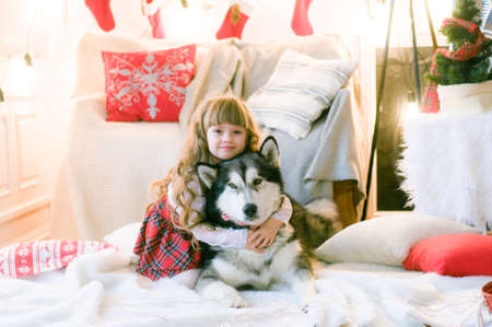 Cute girl with long hair with a dog breed Malamute in the room with Christmas decorations and gifts. Christmas moodの写真素材