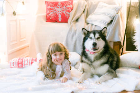 Cute girl with long hair with a dog breed Malamute in the room with Christmas decorations and gifts. Christmas moodの写真素材