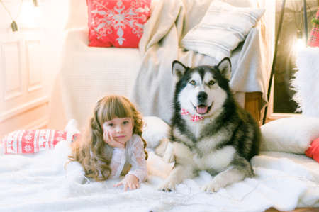 Cute girl with long hair with a dog breed Malamute in the room with Christmas decorations and gifts. Christmas moodの写真素材