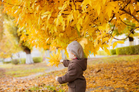 Cute little boy with blond hair in a brown coat and a cap with yellow leaves in his hands in the...