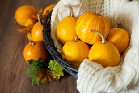 Yellow small juicy pumpkins of different shapes on a dark wooden background. Board for inscriptions autumn. Happy halloweenの写真素材