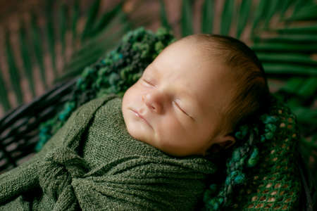 Little cute baby sleeps in a wicker basket of vines decorated with green palm leaves in a green blanket. Happy childhoodの写真素材