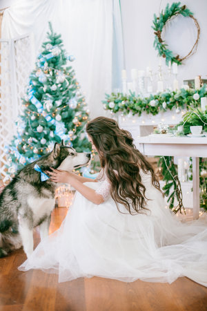 A cute teenage girl with long dark curly hair in a white airy ball gown near the Christmas tree in a room with a classic Christmas decor with a large Malamute. Christmas mood. petsの写真素材