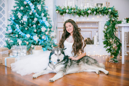 A cute teenage girl with long dark curly hair in a white airy ball gown near the Christmas tree in a room with a classic Christmas decor with a large Malamute. Christmas mood. petsの写真素材