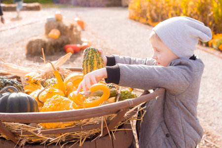 Little cute boy with blond hair on a pumpkin farm in autumn among orange pumpkins. halloween. autumn vegetables. Thanksgiving Dayの写真素材