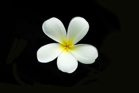 Plumeria flowers closeup on black backgroundの写真素材