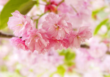 Pink sakura in Japanの写真素材