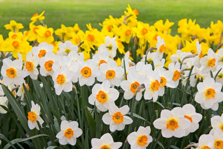 narcissus garden in spring seasonの写真素材