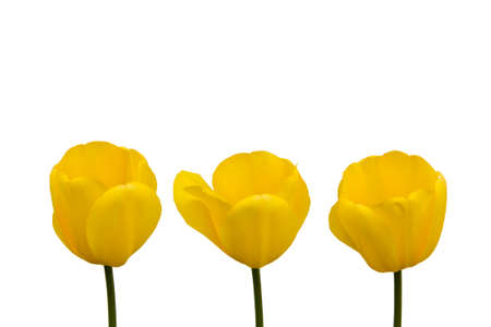 Yellow Tulips isolated on white backgroundの写真素材