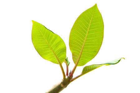 green leafs in spring on white backgroundの写真素材