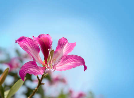 Pink bauhinia blooming in winter seasonの写真素材