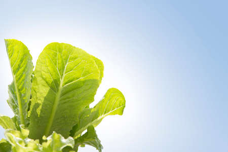 baby cos lettuce  hydroponic 