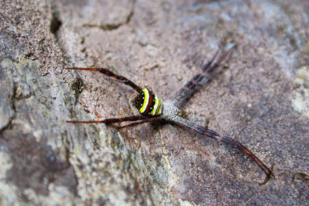 The extreme close-up picture of spider in the tropical area の写真素材