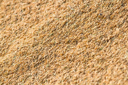 The tree stands alone among the rice farmland の写真素材