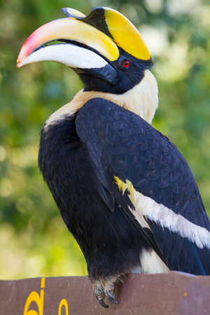 The Great hornbill caught the wooden signof Thai National park headquater の写真素材