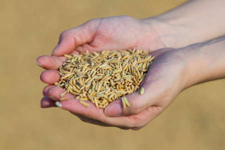 The rice in the farmer hands in Thailand 