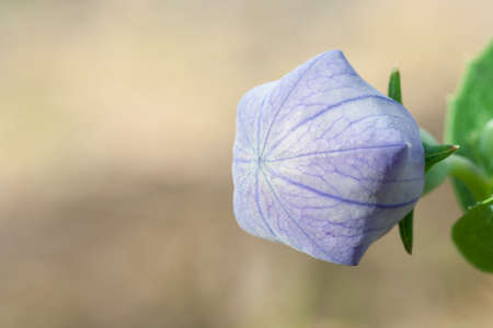 The close up picture of small flower.の写真素材