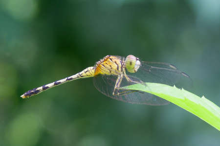 The close up picture of small dragonfly.の写真素材