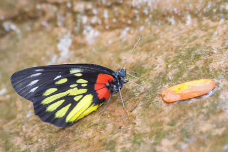 The colorful butterfly around swamp area.の写真素材