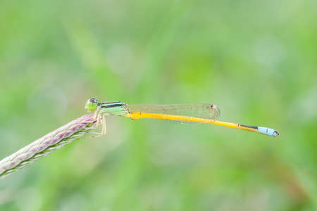 The close up picture of small dragonfly.の写真素材
