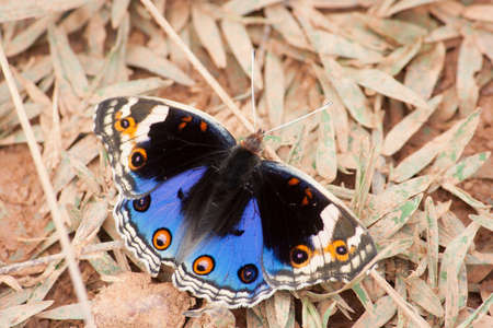 The colorful butterfly around swamp area.