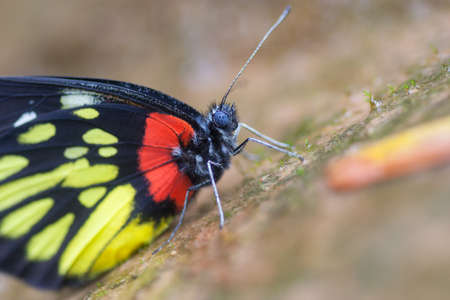 The colorful butterfly around swamp area.の写真素材
