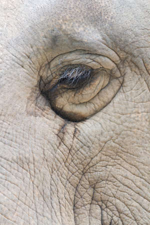 The picture of zooming into the eye of elephant.の写真素材